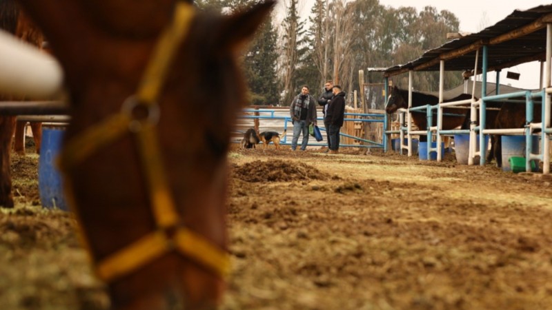 Con vacunas Maipú protege a los equinos de PEMPA